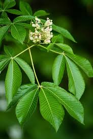 Attēlu rezultāti vaicājumam “Aesculus”