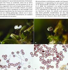 Attēlu rezultāti vaicājumam “Didymium clavus”
