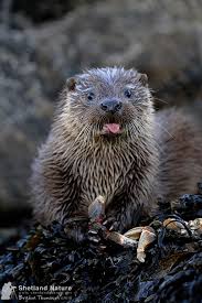 Image result for Eltham Otters