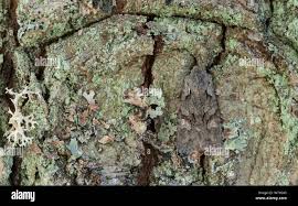 Attēlu rezultāti vaicājumam “Lithophane furcifera”