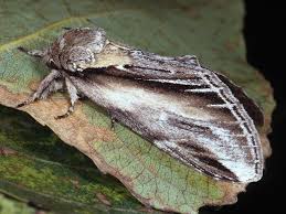 Attēlu rezultāti vaicājumam “Pheosia tremula”