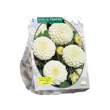 Image result for Dahlia `Snowflake`