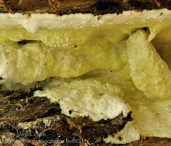 Attēlu rezultāti vaicājumam “Gloeoporus pannocinctus”