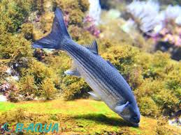 Image result for Chelon labrosus