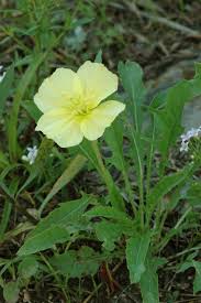 Attēlu rezultāti vaicājumam “Onagraceae”