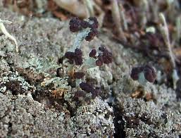 Attēlu rezultāti vaicājumam “Cladonia parasitica”