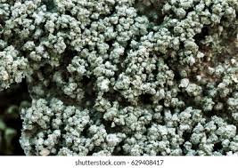 Attēlu rezultāti vaicājumam “Pertusaria albescens”