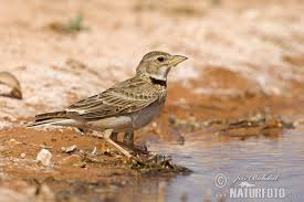 Image result for Melanocorypha calandra