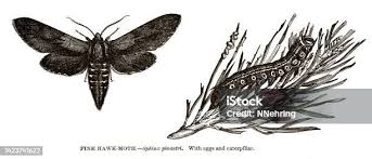 Attēlu rezultāti vaicājumam “Sphinx pinastri”