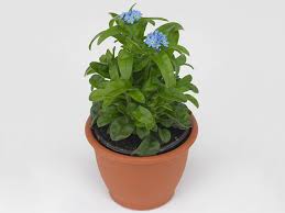 Attēlu rezultāti vaicājumam “Myosotis sylvatica leaf”