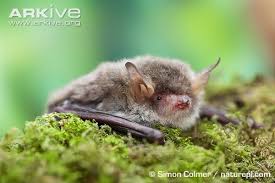Attēlu rezultāti vaicājumam “Myotis nattereri”