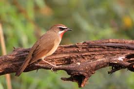 Image result for Luscinia calliope