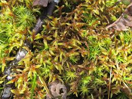 Attēlu rezultāti vaicājumam “Pleurozium schreberi”