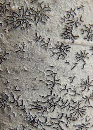 Attēlu rezultāti vaicājumam “Phaeographis dendritica”