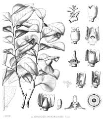 Attēlu rezultāti vaicājumam “Harmandia”