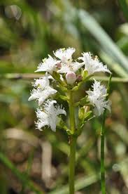 Attēlu rezultāti vaicājumam “Menyanthes trifoliata”
