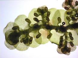 Attēlu rezultāti vaicājumam “Frullania fragilifolia”