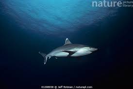 Image result for Carcharhinus albimarginatus