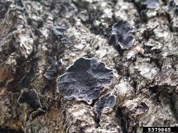 Attēlu rezultāti vaicājumam “Auricularia mesenterica”