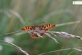 Attēlu rezultāti vaicājumam “Issoria lathonia underside”