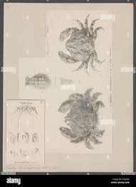 Attēlu rezultāti vaicājumam “Trichia alpina young”