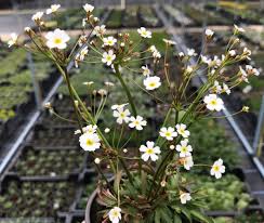 Attēlu rezultāti vaicājumam “Androsace septentrionalis fruit”