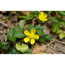 Attēlu rezultāti vaicājumam “Potentilla erecta fruit”