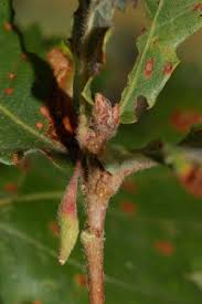 Attēlu rezultāti vaicājumam “Andricus quercuscorticis”