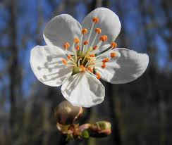 Image result for Rosengewächse