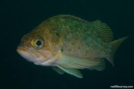 Image result for Sebastes