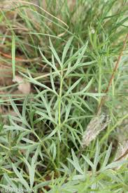 Attēlu rezultāti vaicājumam “Pulsatilla pratensis leaf”