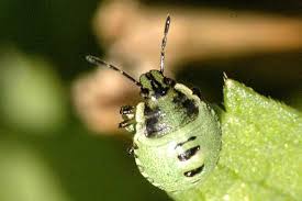 Attēlu rezultāti vaicājumam “Palomena prasina”