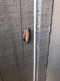 Attēlu rezultāti vaicājumam “Amaurochaete fusiformis”