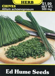 Attēlu rezultāti vaicājumam “Allium schoenoprasum fruit”