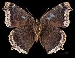 Attēlu rezultāti vaicājumam “Nymphalis antiopa upperside”