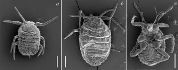 Attēlu rezultāti vaicājumam “Orthezia urticae”