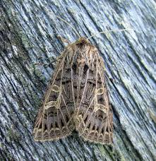 Attēlu rezultāti vaicājumam “Tholera decimalis female”