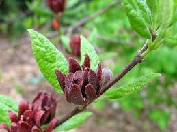 Attēlu rezultāti vaicājumam “Calycanthus floridus”