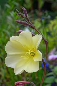 Image result for Oenothera odorata