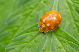 Attēlu rezultāti vaicājumam “Calvia decemguttata”