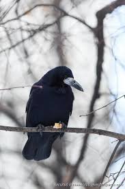 Attēlu rezultāti vaicājumam “Corvus frugilegus adult”
