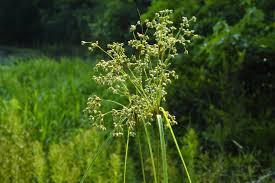 Attēlu rezultāti vaicājumam “Juncus gerardii leaf”