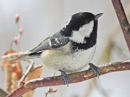 Attēlu rezultāti vaicājumam “Periparus ater”