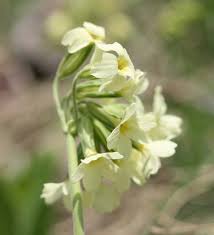 Attēlu rezultāti vaicājumam “Primula elatior flower”