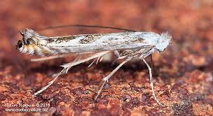 Attēlu rezultāti vaicājumam “Lyonetiidae”