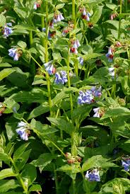 Attēlu rezultāti vaicājumam “Symphytum asperum leaf”