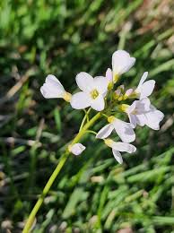Attēlu rezultāti vaicājumam “Cardamine pratensis leaf”