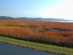 Attēlu rezultāti vaicājumam “Typha angustifolia  leaf”