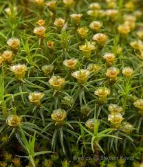 Attēlu rezultāti vaicājumam “Polytrichastrum pallidisetum”