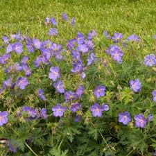 Image result for Geranium `Summer Skies`